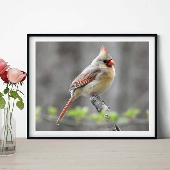 NobleCaptures Other - Female Northern Cardinal Oil‎ Painting Art Print